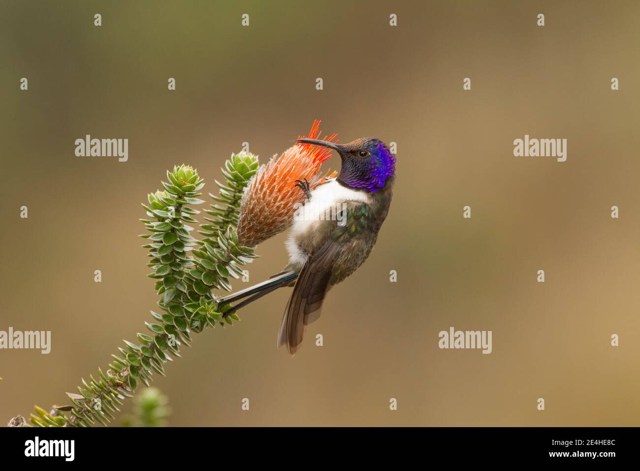 Ecuadorianischer Hillstar Männchen, Oreotropilus chimborazo, Fütterung an Chuquiragua Blume. Stockfoto
