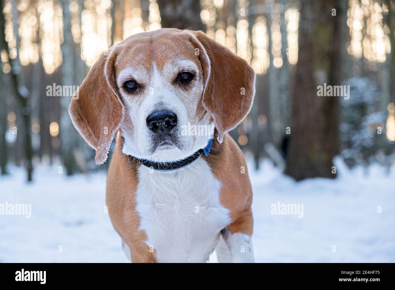 Beagle blickt in die Kamera vor dem Hintergrund eines verschneiten Winterparks oder Waldes. Portrait eines Vollblutbeagles mit Kragen beim Gehen Stockfoto