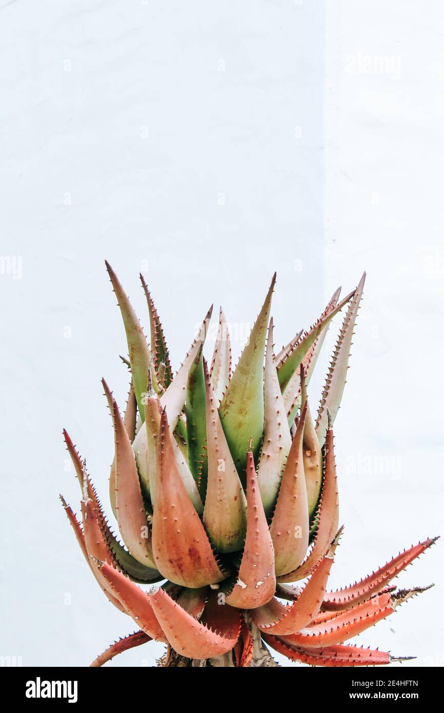 Hintergrundtextur einer Nahaufnahme einer Aloe Cactus Pflanze, isoliert vor einer weißen Steinwand Stockfoto