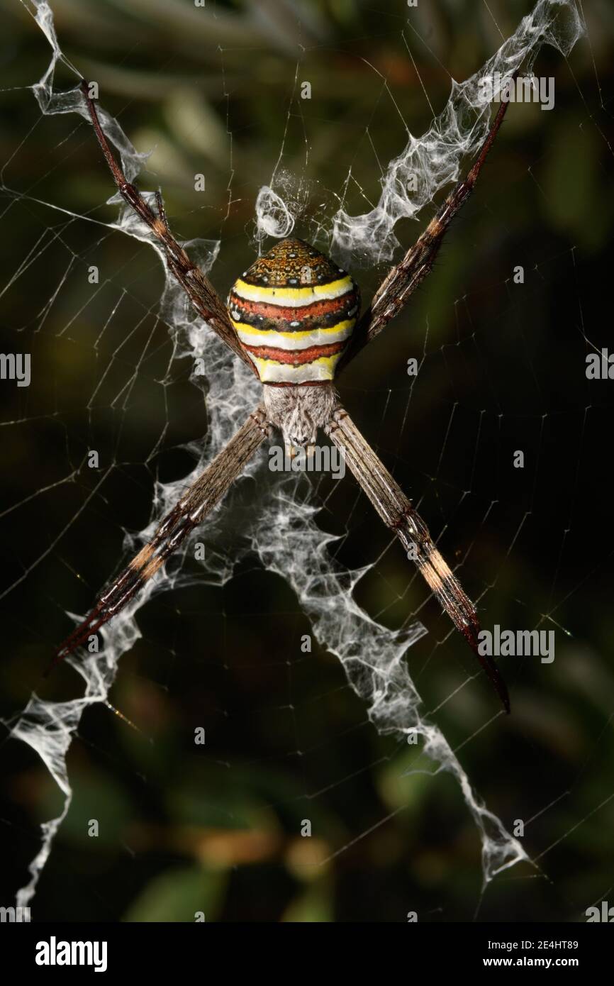 St Andrews Cross Spider, Draufsicht. Stockfoto