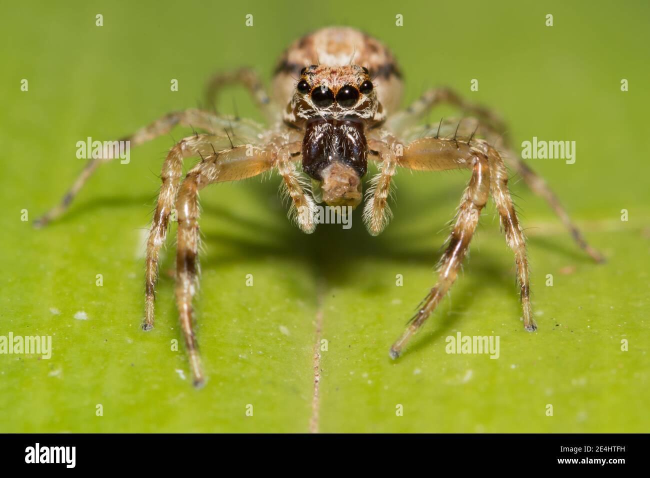 Springen Spider nach vorne. Stockfoto