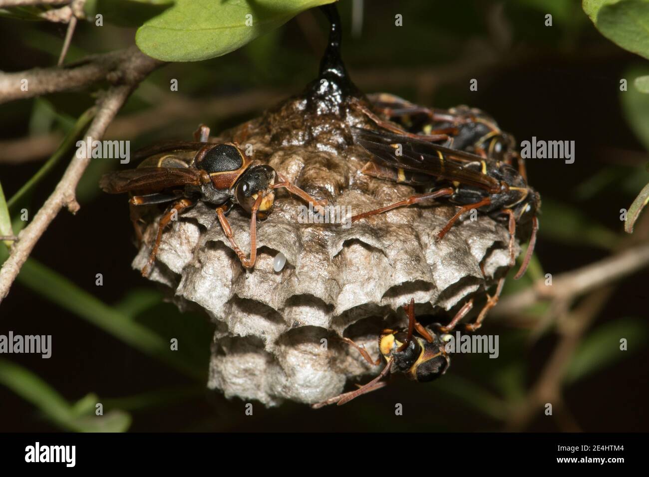 Südaustralische Papierwaspenkolonie. Stockfoto