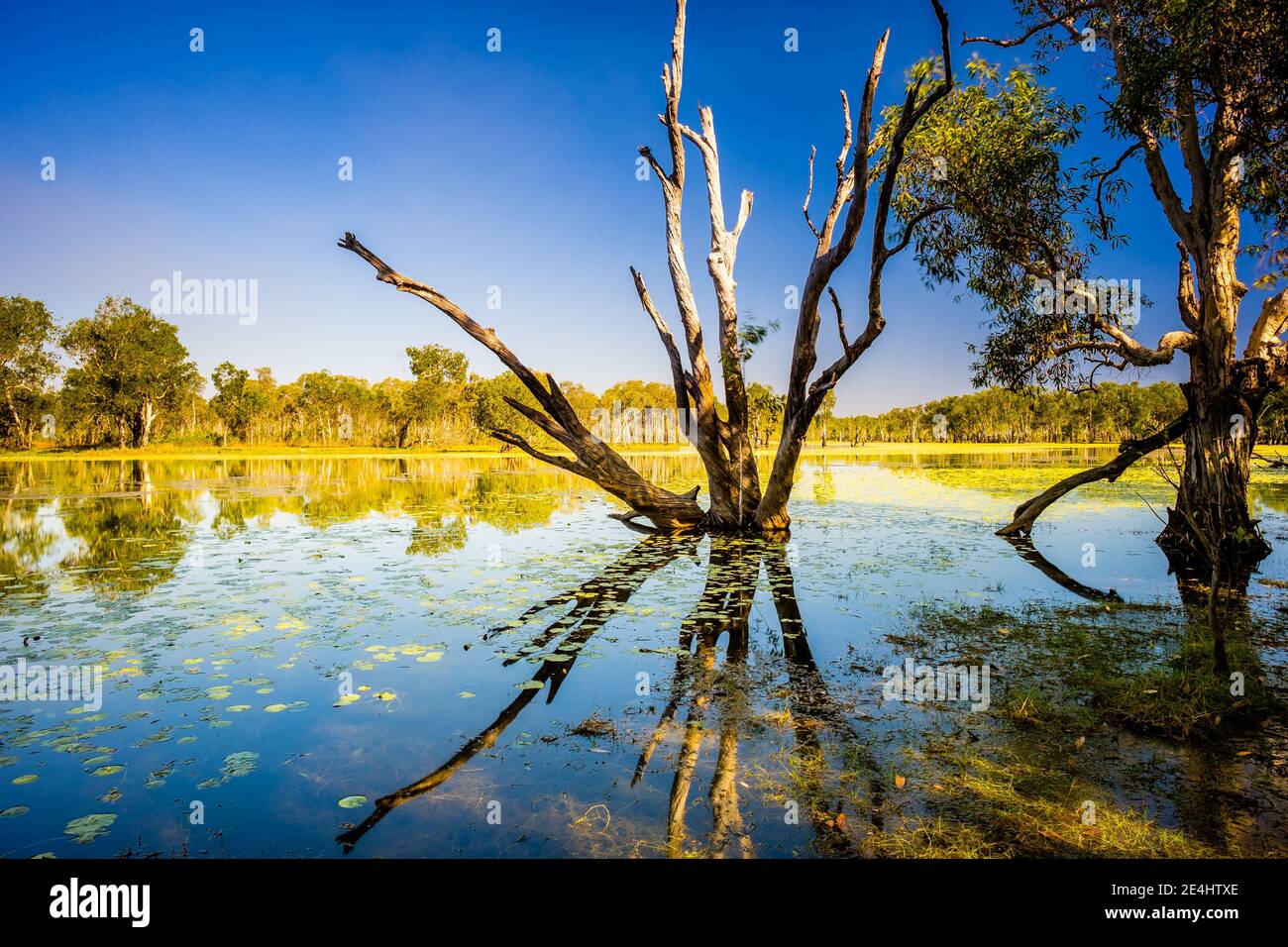 Reflexionen von Sandy Billabong im Kakadu National Park Stockfoto