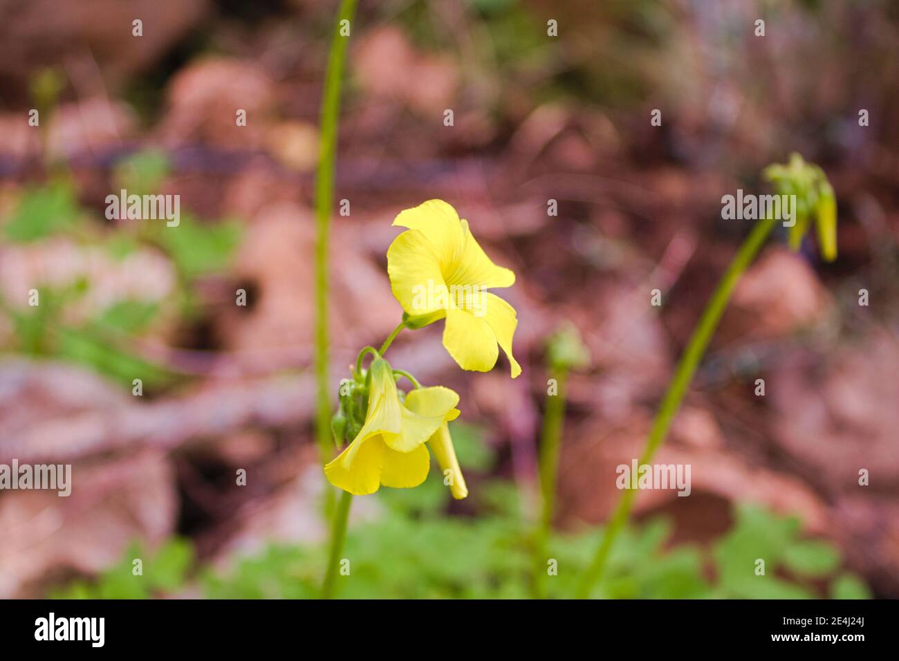 Gelbe Schaf-Sauerampfer Blume. Auch bekannt als bermuda Buttercup, African Wood-Sorrel, Bermuda Sorrel, Buttercup oxalis, Cape Sorrel, English Weed, Goat's- Stockfoto