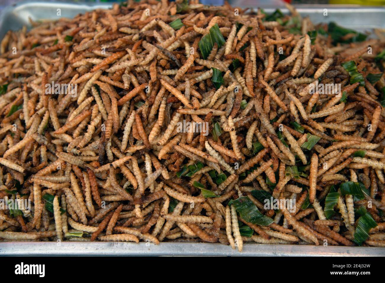 Gebratene Bambuswrmer Raupe mit Salz lokale Lebensmittel Snacks, die reich  an Protein Essen in Thailand sind Stockfotografie - Alamy