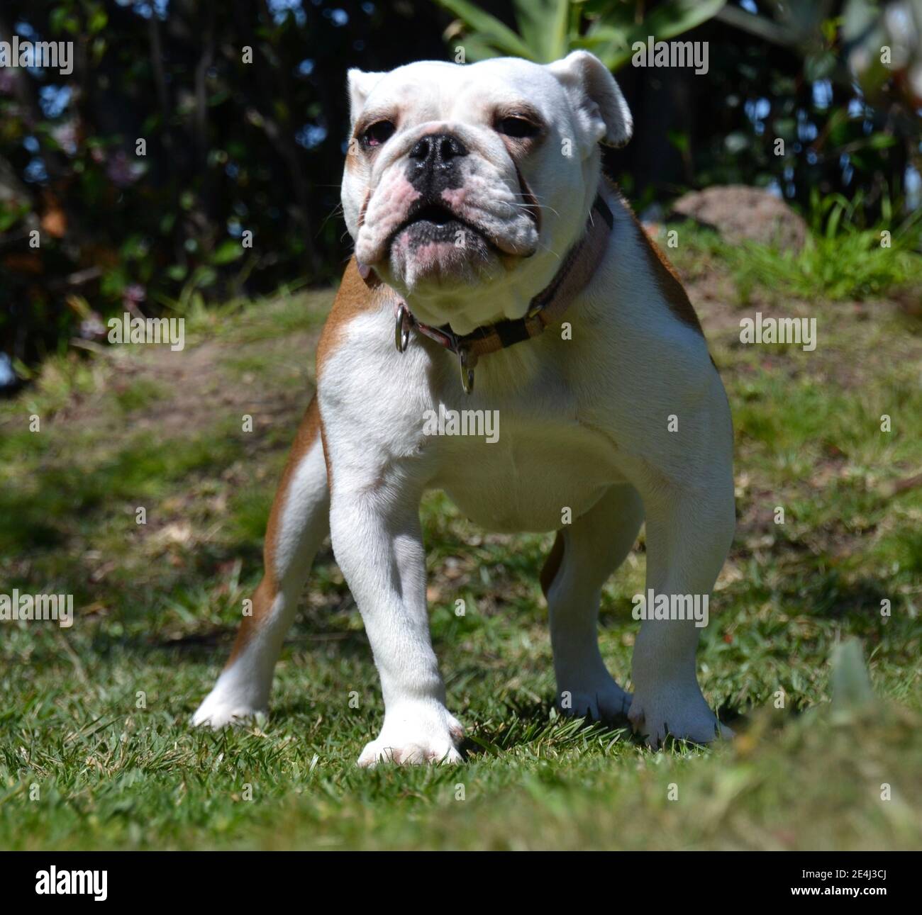 Junge weiße und braune britische oder englische Bulldogge Welpen stehen In aggressiver Haltung in einem Garten Einstellung zu bellen Stockfoto