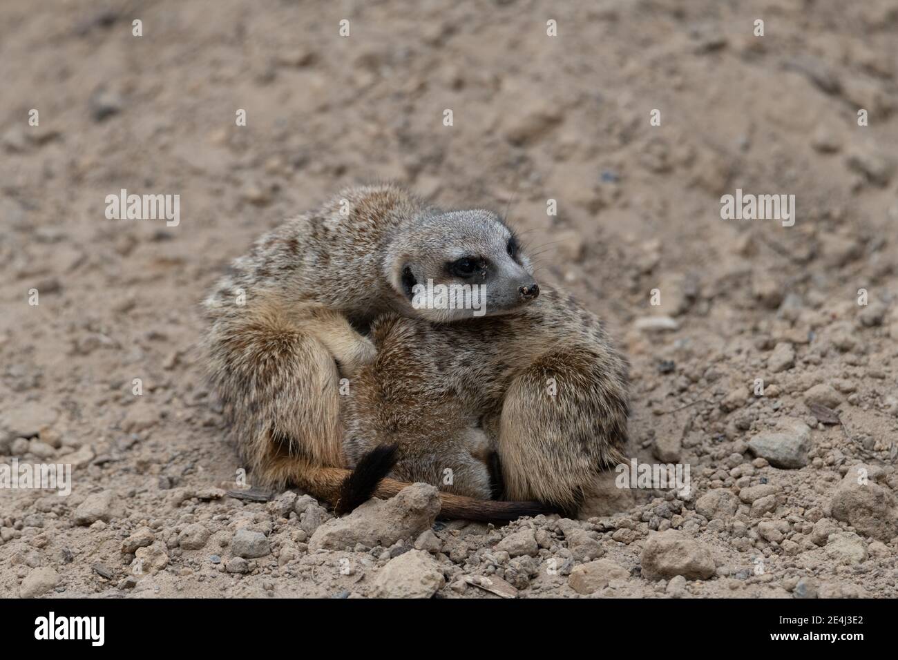 Zwei Erdmännchen kuschelten sich nach Wärme, ein Erdmännchen rollte sich zusammen und der andere legte seinen Kopf auf den gerollten Erdmännchen Stockfoto