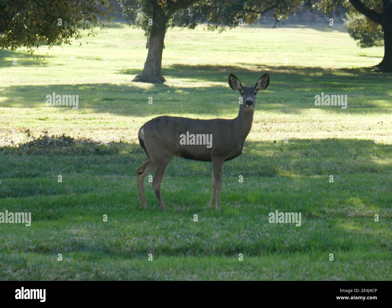 Los Angeles, Kalifornien, USA 21. Januar 2021 EIN allgemeiner Blick auf die Atmosphäre von Deer im Forest Lawn Memorial Park Hollywood Hills am 21. Januar 2021 in Los Angeles, Kalifornien, USA. Foto von Barry King/Alamy Stockfoto Stockfoto