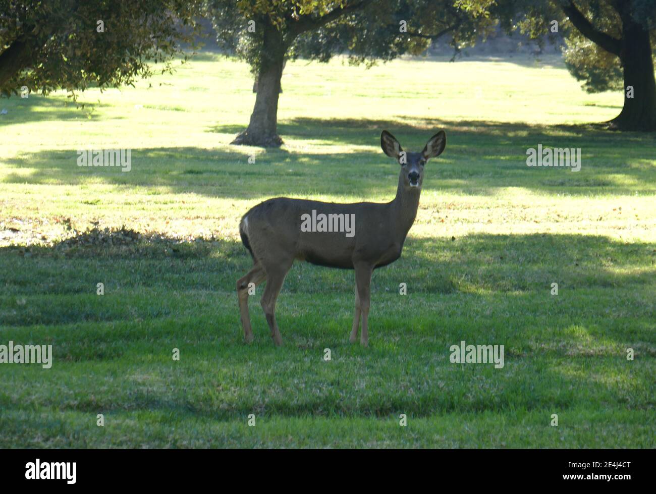 Los Angeles, Kalifornien, USA 21. Januar 2021 EIN allgemeiner Blick auf die Atmosphäre von Deer im Forest Lawn Memorial Park Hollywood Hills am 21. Januar 2021 in Los Angeles, Kalifornien, USA. Foto von Barry King/Alamy Stockfoto Stockfoto