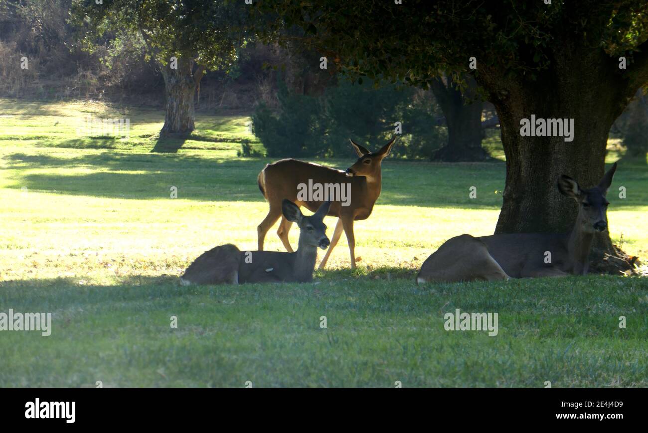 Los Angeles, Kalifornien, USA 21. Januar 2021 EIN allgemeiner Blick auf die Atmosphäre von Deer im Forest Lawn Memorial Park Hollywood Hills am 21. Januar 2021 in Los Angeles, Kalifornien, USA. Foto von Barry King/Alamy Stockfoto Stockfoto