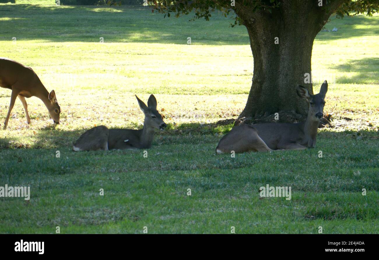 Los Angeles, Kalifornien, USA 21. Januar 2021 EIN allgemeiner Blick auf die Atmosphäre von Deer im Forest Lawn Memorial Park Hollywood Hills am 21. Januar 2021 in Los Angeles, Kalifornien, USA. Foto von Barry King/Alamy Stockfoto Stockfoto