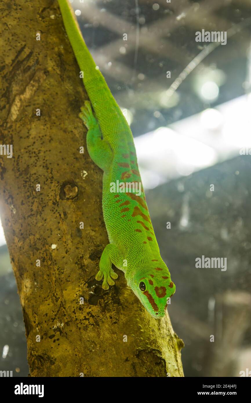 Madagaskar-Taggecko (Phelsuma grandis) ist eine tagtägliche, arboreale Art von Taggecko, die in Gebieten tropischer und subtropischer Wälder beheimatet ist Stockfoto