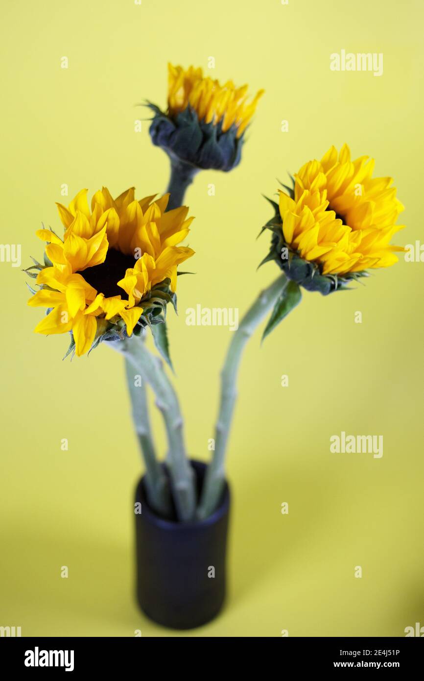 Sonnenblumen in einer Vase. Stockfoto
