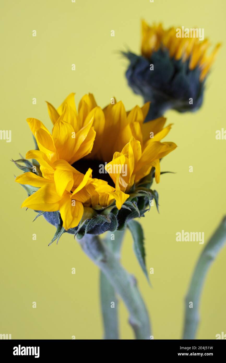 Sonnenblumen in einer Vase. Stockfoto