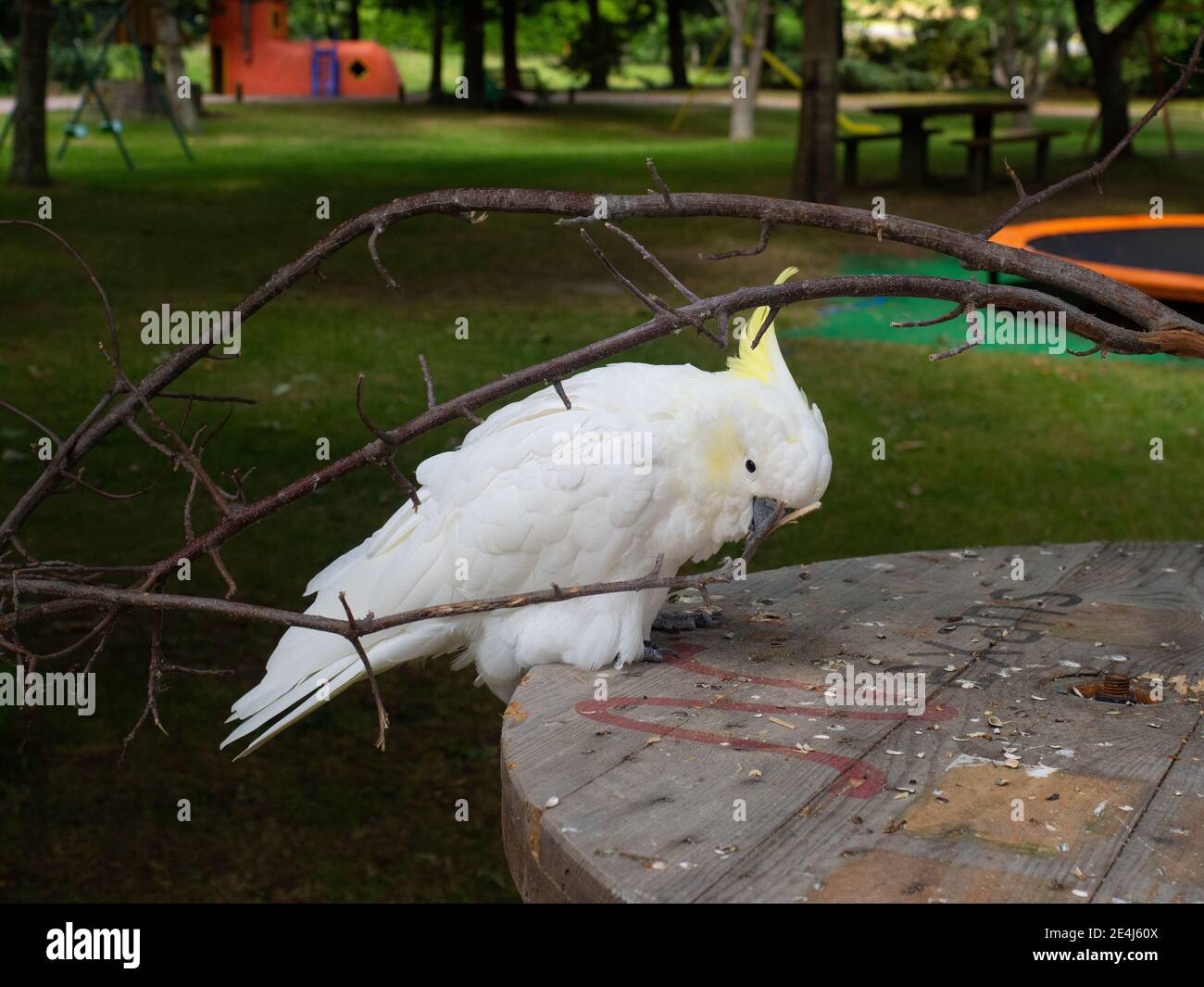 Weißer Papagei thront im Freien auf EINEM Spielplatz Stockfoto