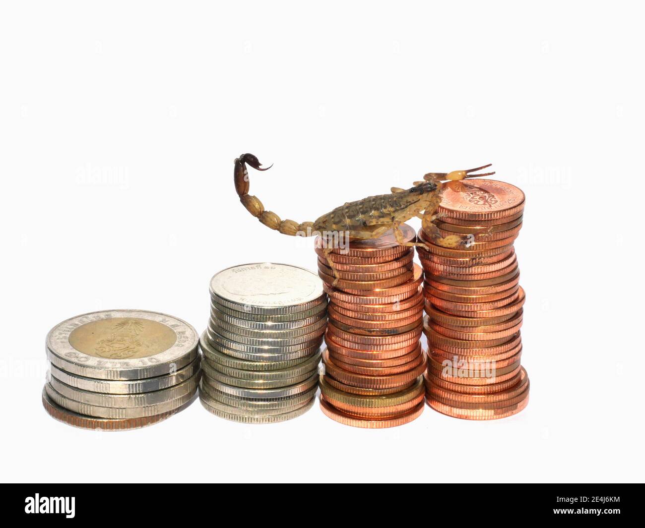 Skorpion klettert auf den Haufen von Münzen isoliert auf weißem Hintergrund, Gefahr auf Business Route, starker Schutz des Geldes Stockfoto