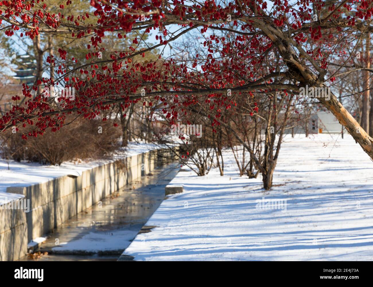 Wunderschöne Winterlandschaft. Rote Beeren hängen an einem Baum in einem verschneiten Garten. Stockfoto