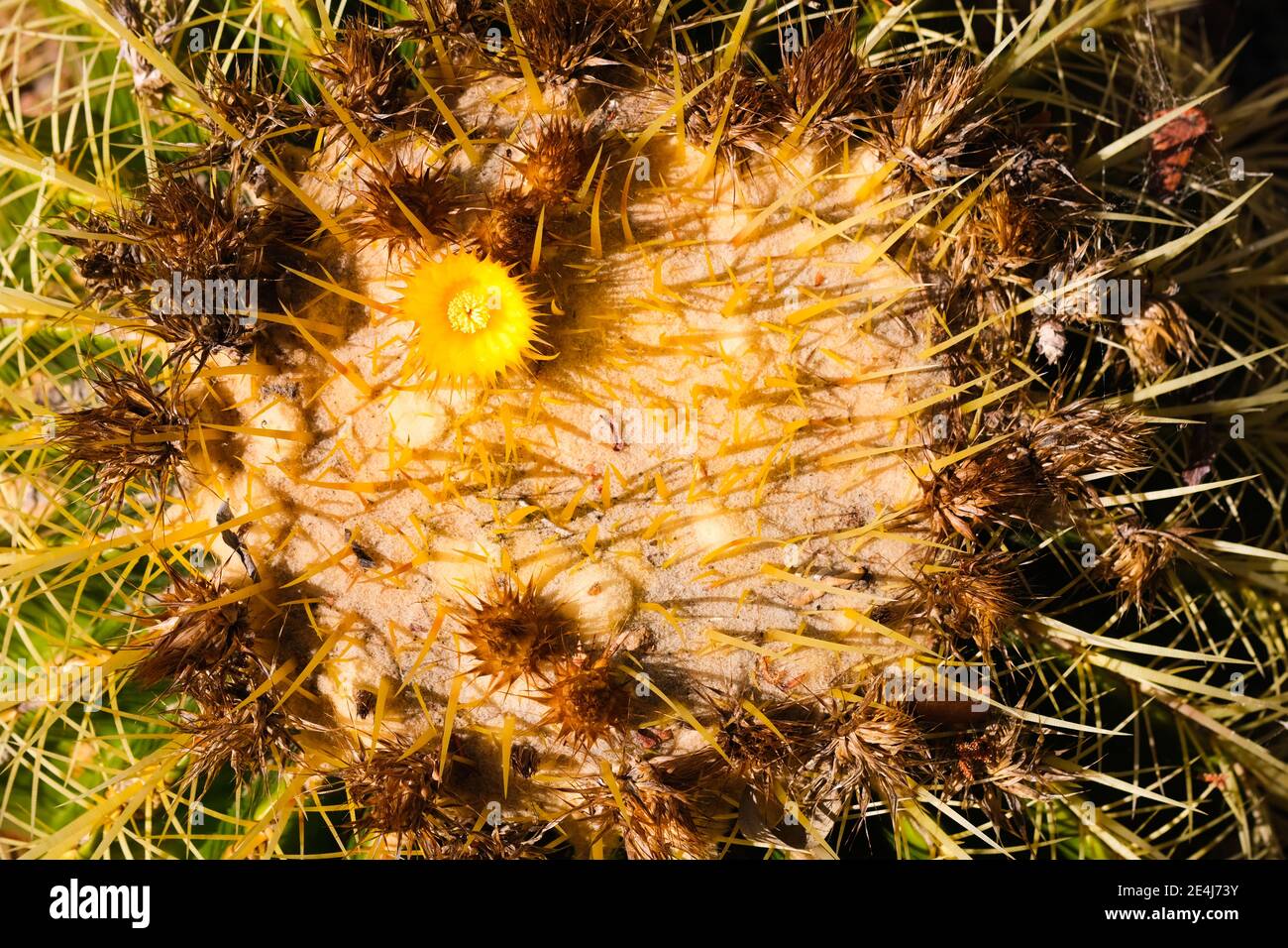 Ein Golden Ball Kaktus wächst in den Botanischen Gärten von Adelaide Australien Stockfoto