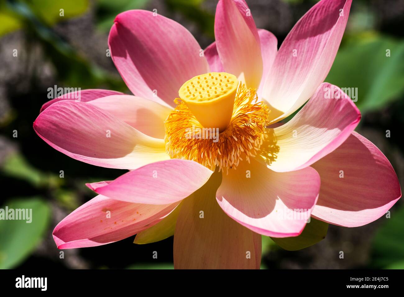 Eine heilige Lotusblume in den Botanischen Gärten in Adelaide Australien Stockfoto
