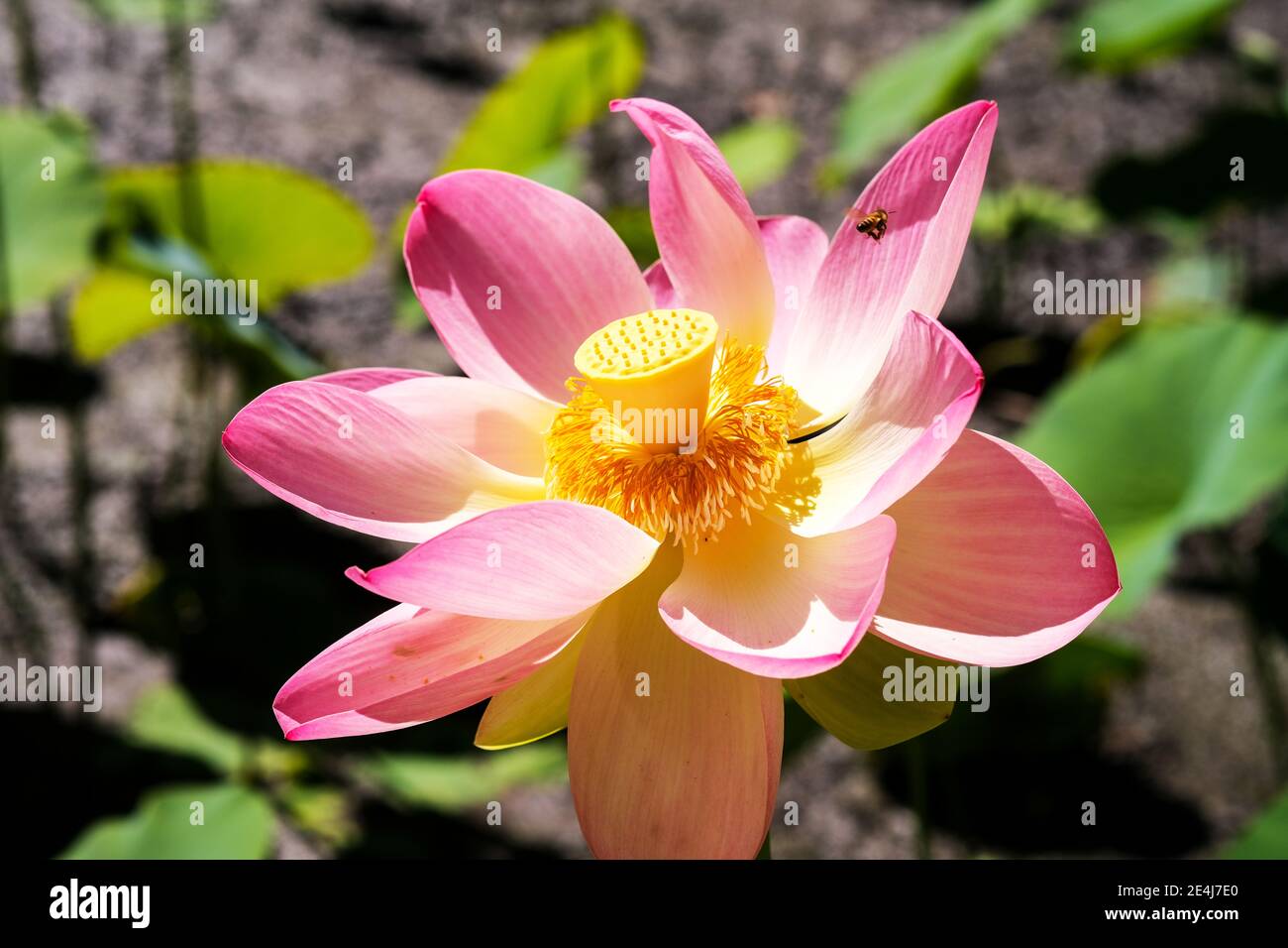 Eine Biene, die von einer heiligen Lotusblume im fliegt Botanischer Garten in Adelaide Australien Stockfoto