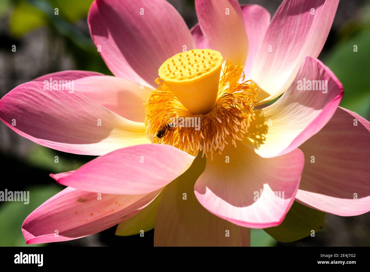 Eine Biene in einer heiligen Lotusblume im Botanic Gärten in Adelaide Australien Stockfoto