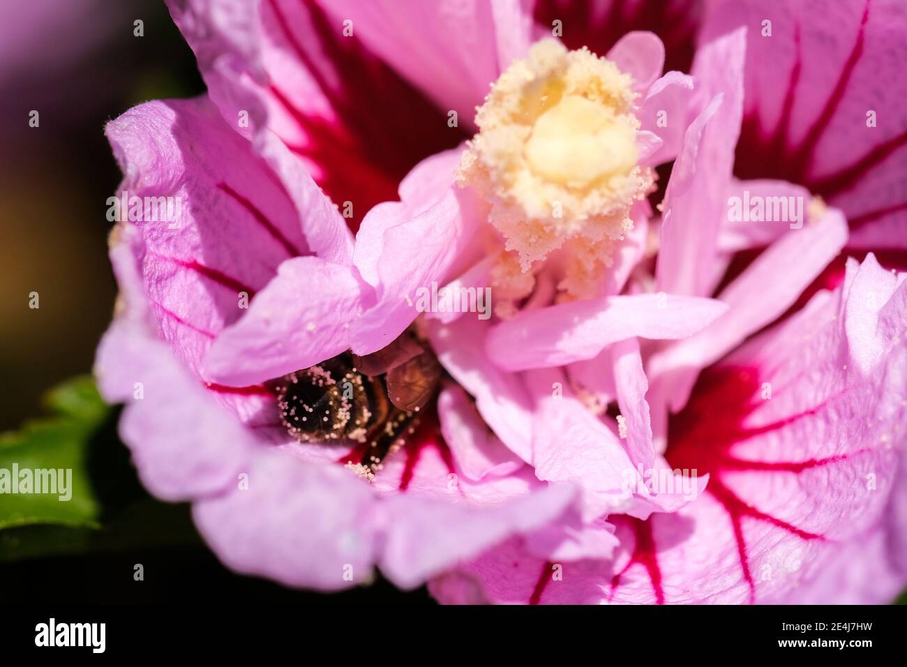 Eine Pollen beladene Biene in einer Hibiskusblüte in der Botanischer Garten in Adelaide Australien Stockfoto