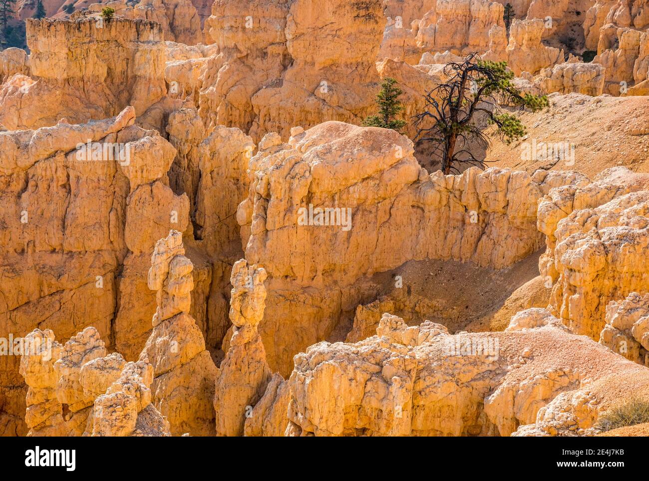 Blick auf Felsformationen namens Hoodoos im Bryce Canyon National Park, Utah, USA. Stockfoto