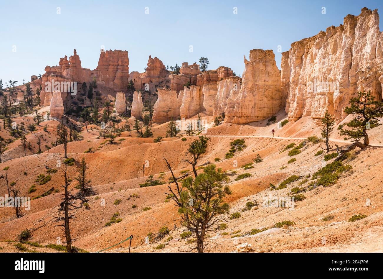 Eine Frau, die den Fairyland Loop Trail im Bryce Canyon National Park, Utah, USA, wandert. Stockfoto