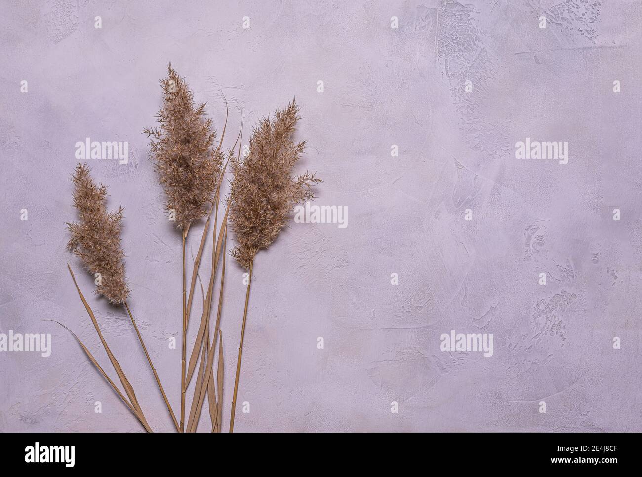 Bouquet von natürlichen getrockneten Schilfblüten auf strukturiertem blau, grau und beige mehrfarbigen Zement oder Beton. Hintergrund mit getrockneten Blumenarrangement und c Stockfoto