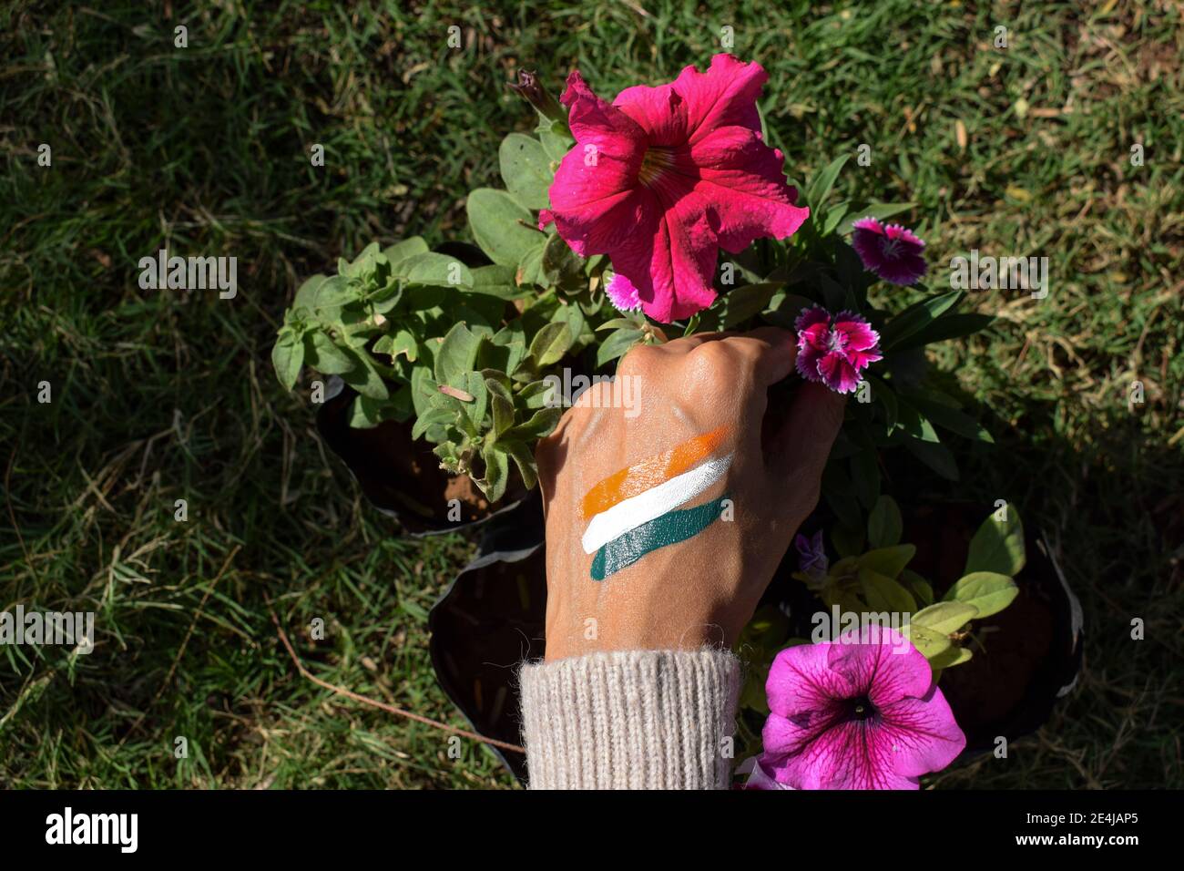 Weiblich mit indischen Flagge Tri Farbe Tattoo auf der Rückseite der Hand anlässlich der Indian republic Tag hält Blumen, die Frieden symbolisieren. Stockfoto
