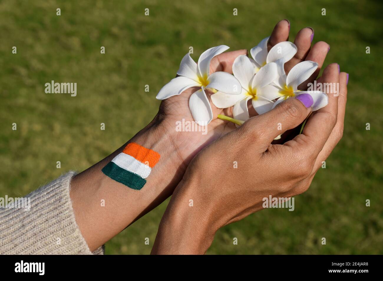 Weiblich mit indischen Flagge Tri Farbe Tattoo auf der Rückseite der Hand anlässlich der Indian republic Tag hält weiße Blumen, die Frieden symbolisieren. Stockfoto