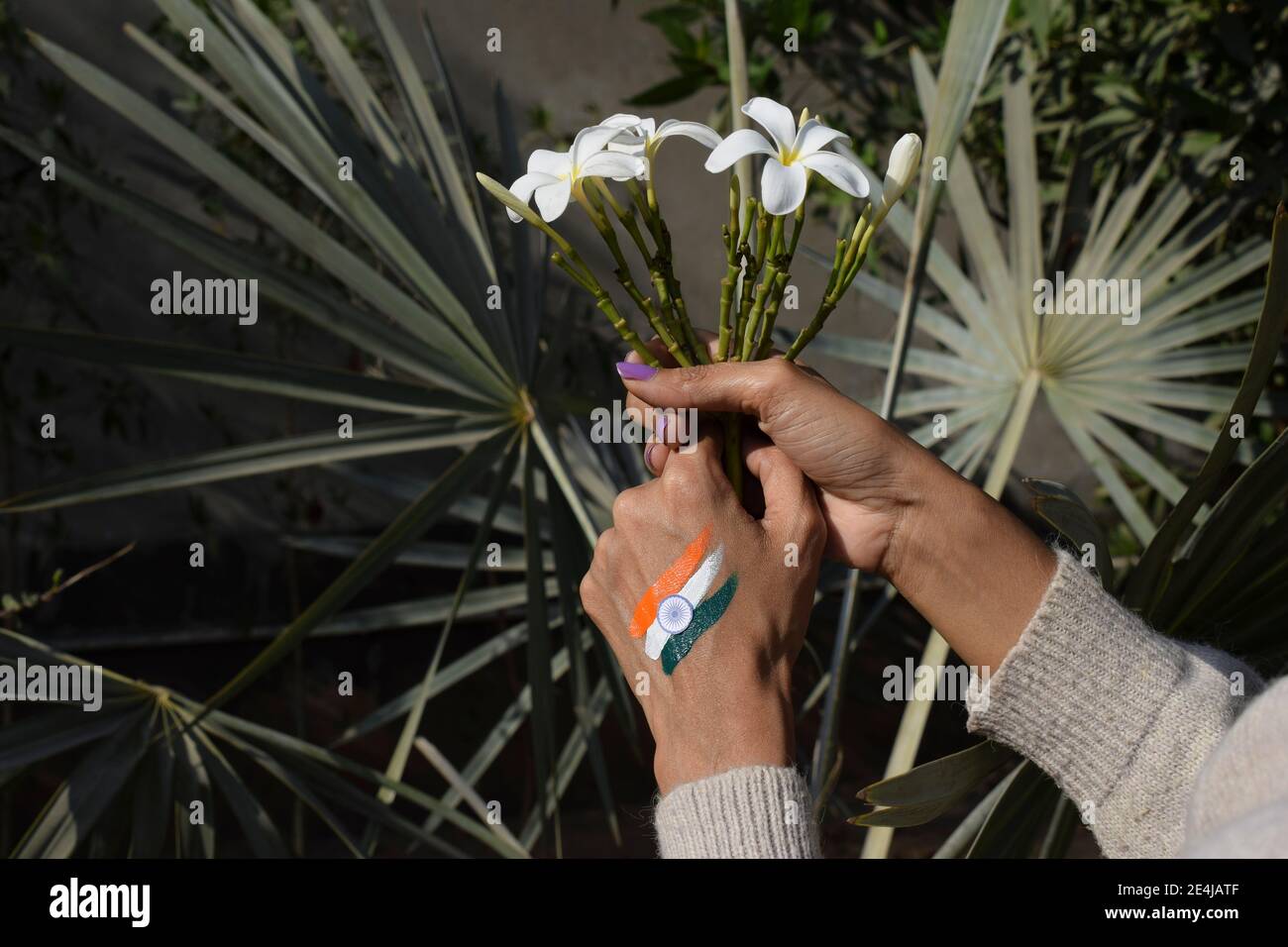 Weiblich mit indischen Flagge Tri Farbe Tattoo auf der Rückseite der Hand anlässlich der Indian republic Tag hält weiße Blumen, die Frieden symbolisieren. Stockfoto