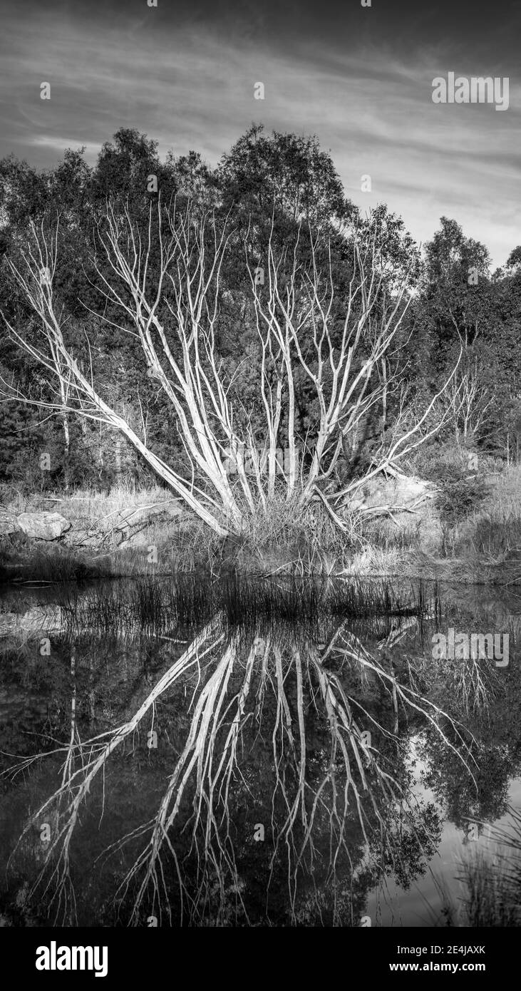 Dead Tree Reflection Monochrom Stockfoto