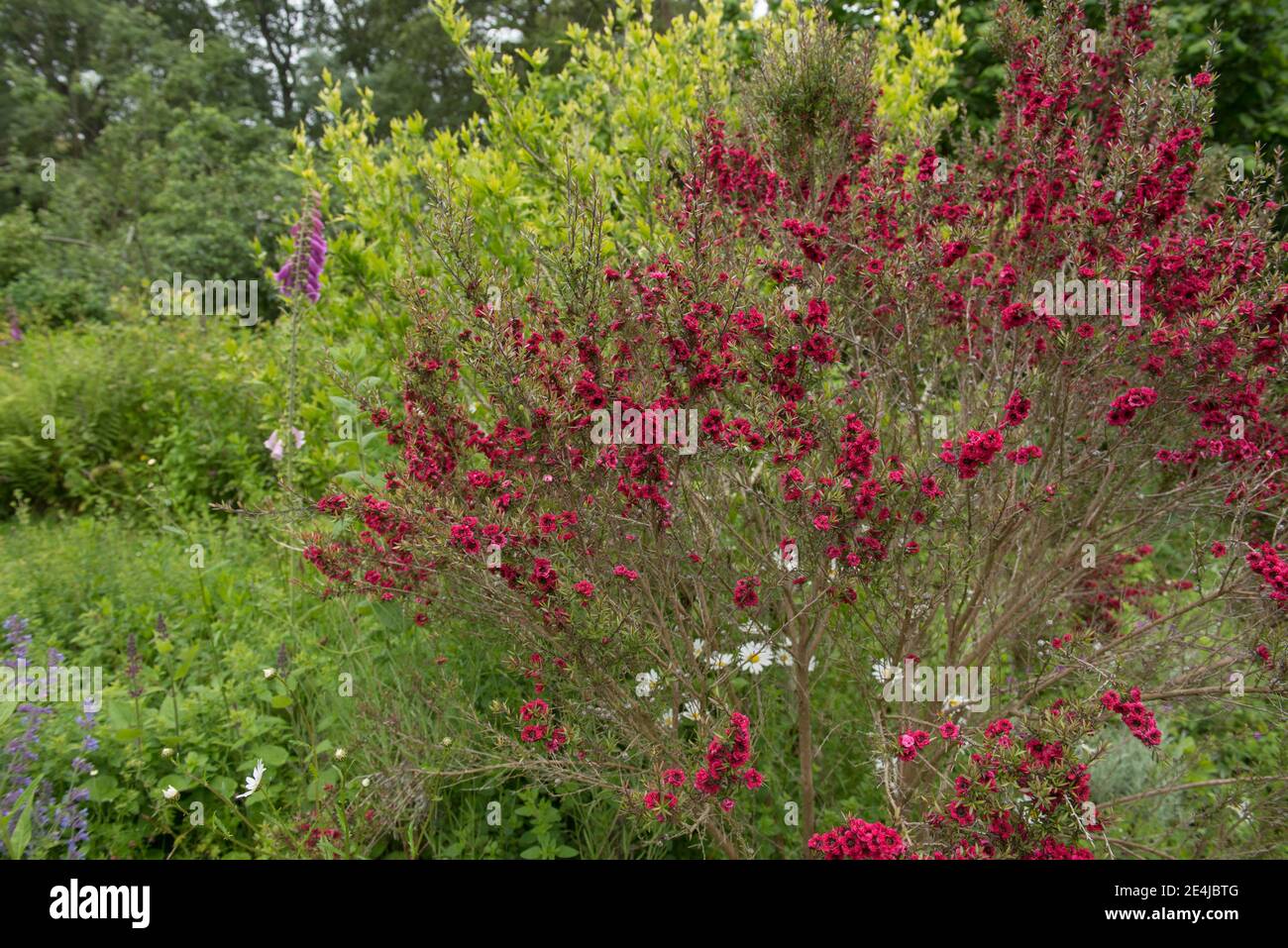 Leuchtend rote Blumen des Sommers blühende Teebaum oder Manuka-Pflanze (Leptospermum Scoparium 'Red Damask') Im Permakultur-Garten im Tapeley Park Stockfoto