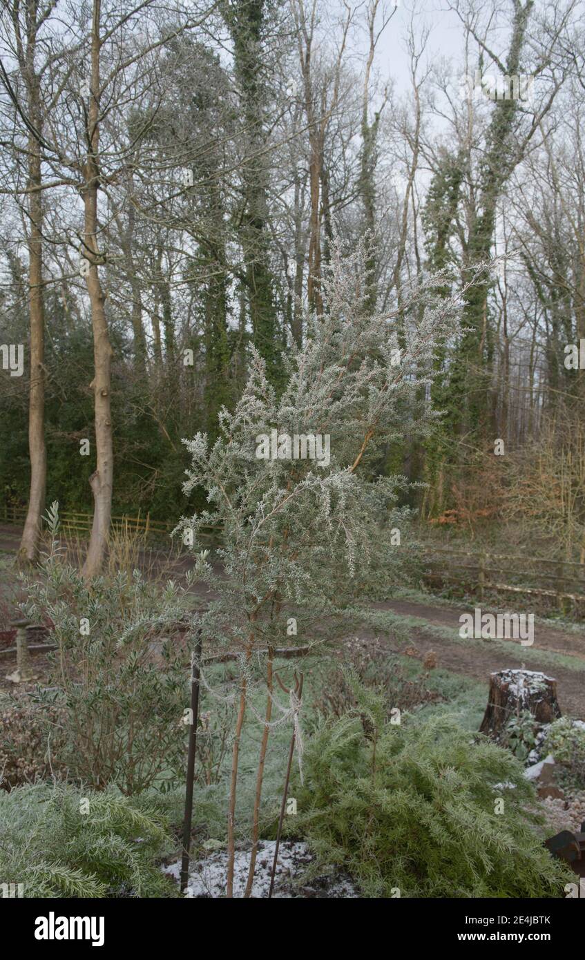 Winterfrost auf den immergrünen Blättern einer Manuka- oder Teebaum-Pflanze (Leptospermum scoparium), die in einem Woodland Garden in Rural Devon, England, Großbritannien wächst Stockfoto