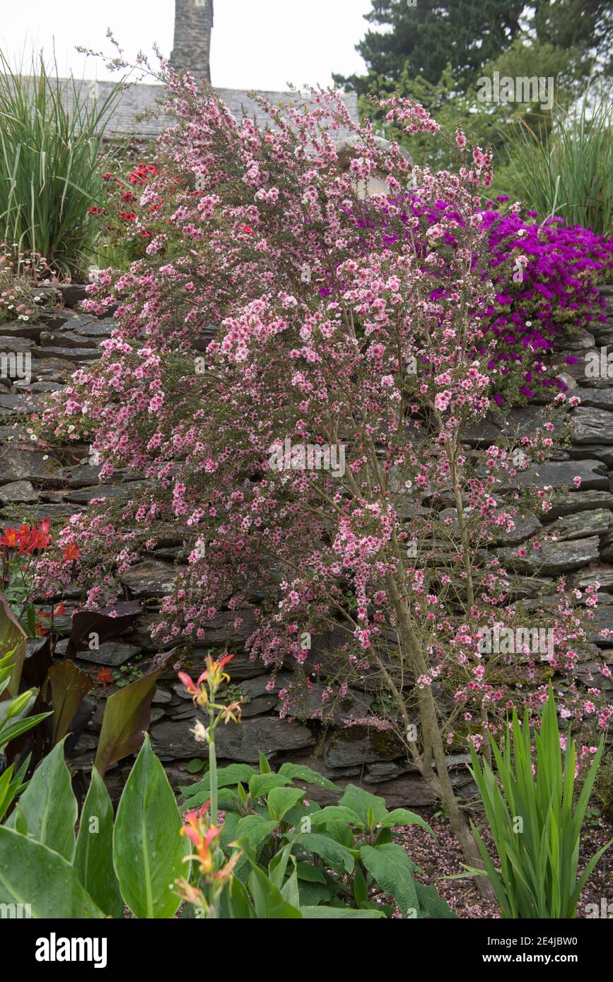 Blass rosa Blumen auf einem Sommer blühende Manuka oder Teebaum Strauch (Leptospermum scoparium) wächst in einem Land Cottage Garden in Rural Devon, England, Stockfoto