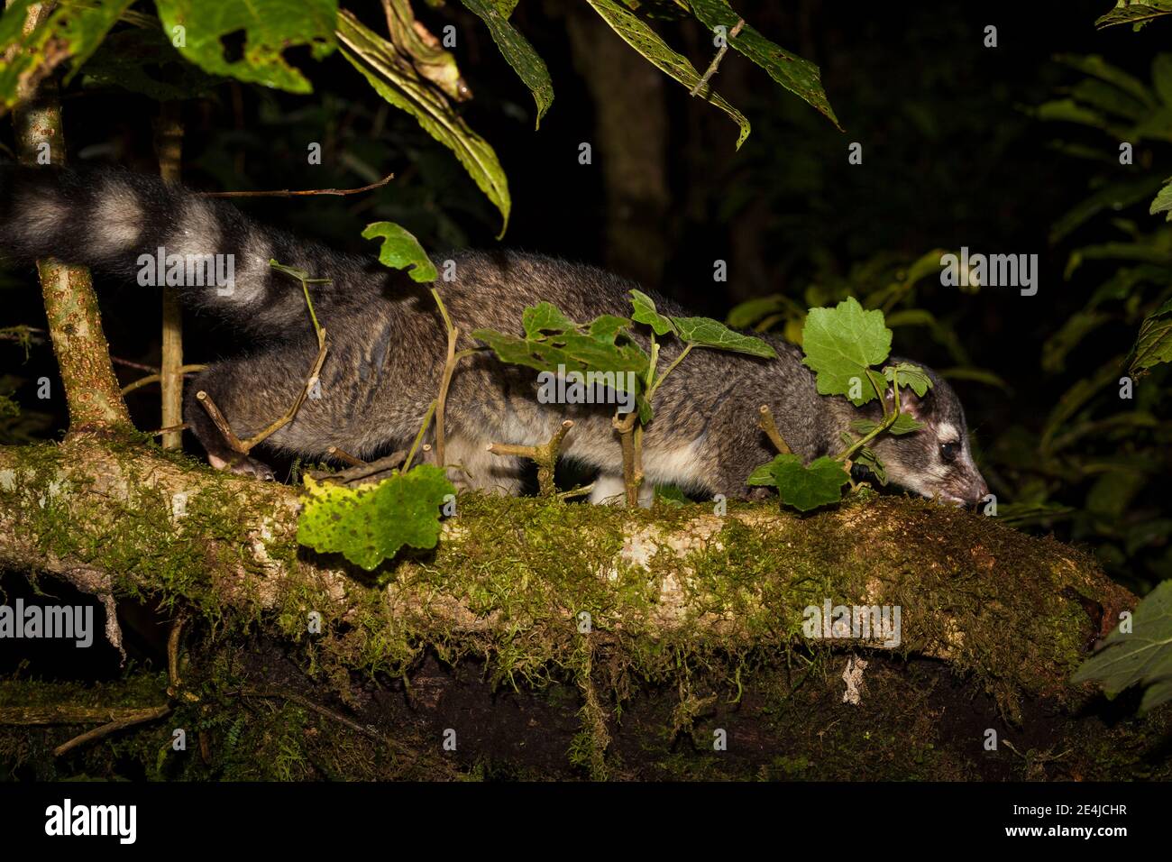 Cacomistle, Galago sumichrasti, in La Amistad Nationalpark, Höhe 2300m, Provinz Chiriqui, Republik Panama. Stockfoto