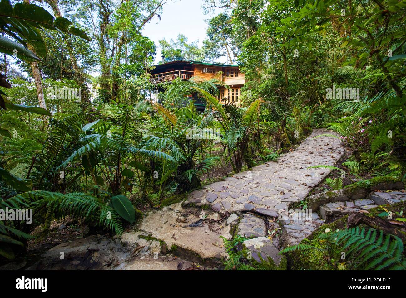 Schöne Umgebung im Nebelwald rund um Los Quetzales Lodge, La Amistad Nationalpark, Chiriqui Provinz, Republik Panama. Stockfoto
