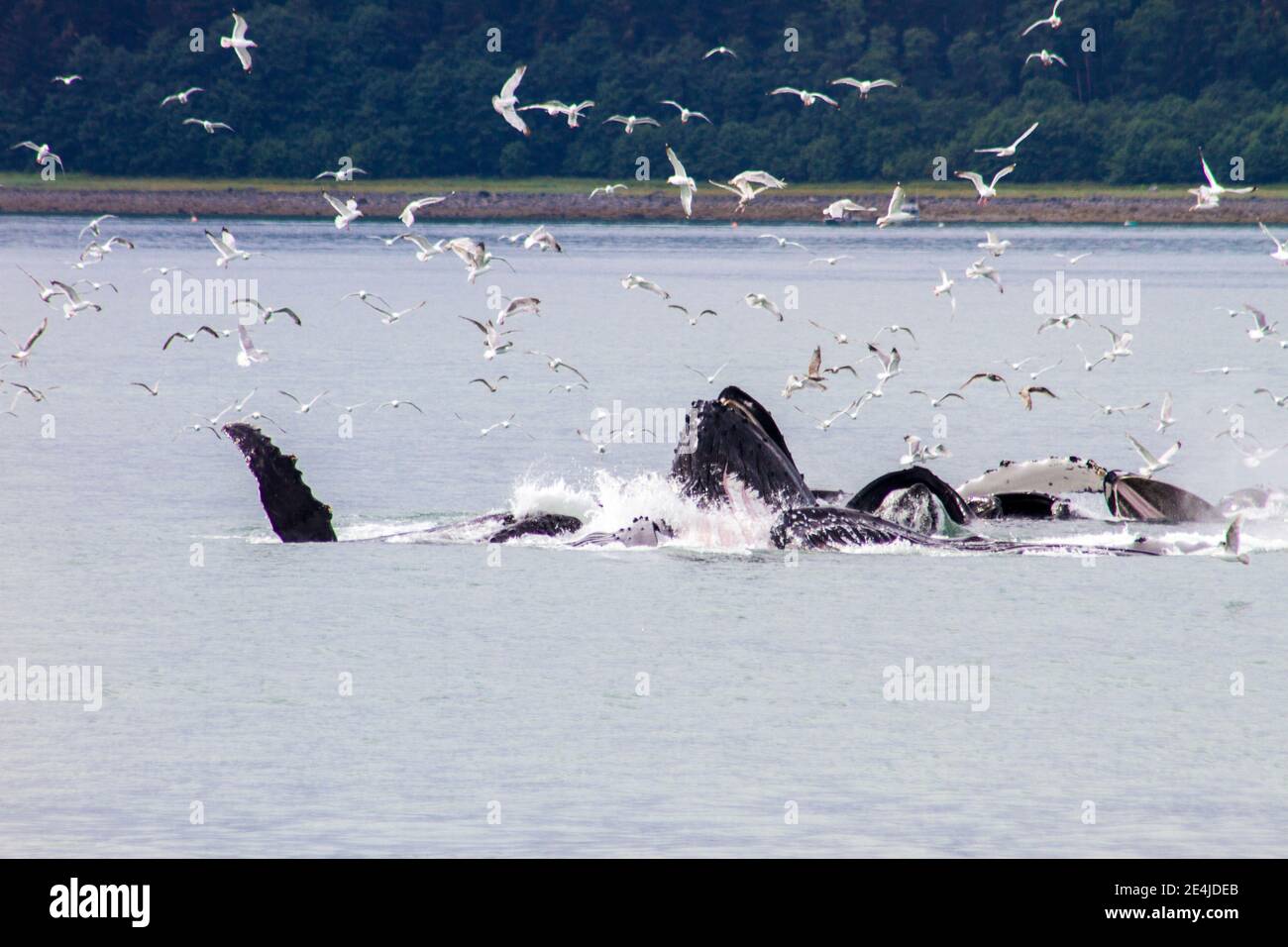 Buckelwale Bubble Net Fütterung, Juneau Alaska Stockfoto