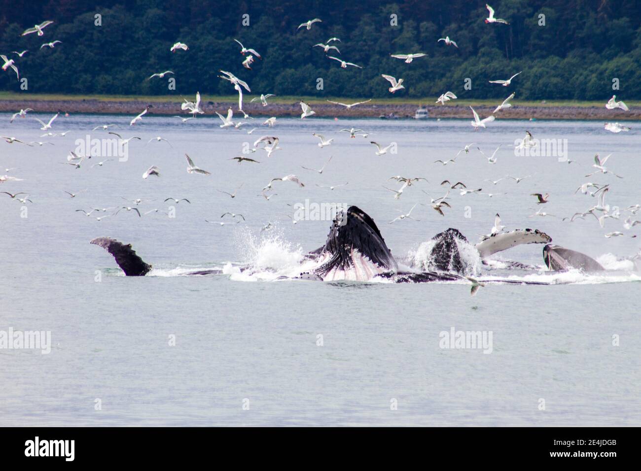 Buckelwale Bubble Net Fütterung, Juneau Alaska Stockfoto
