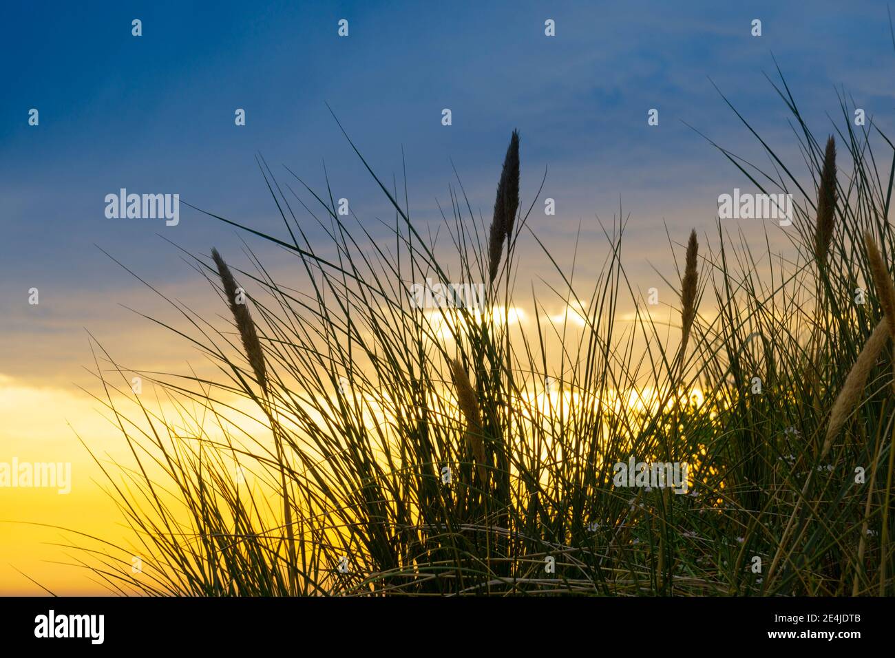 Marrammgras bei Sonnenuntergang, Borkum, Ostfriesische Insel, ostfriesland, Niedersachsen, Deutschland, Europa Stockfoto