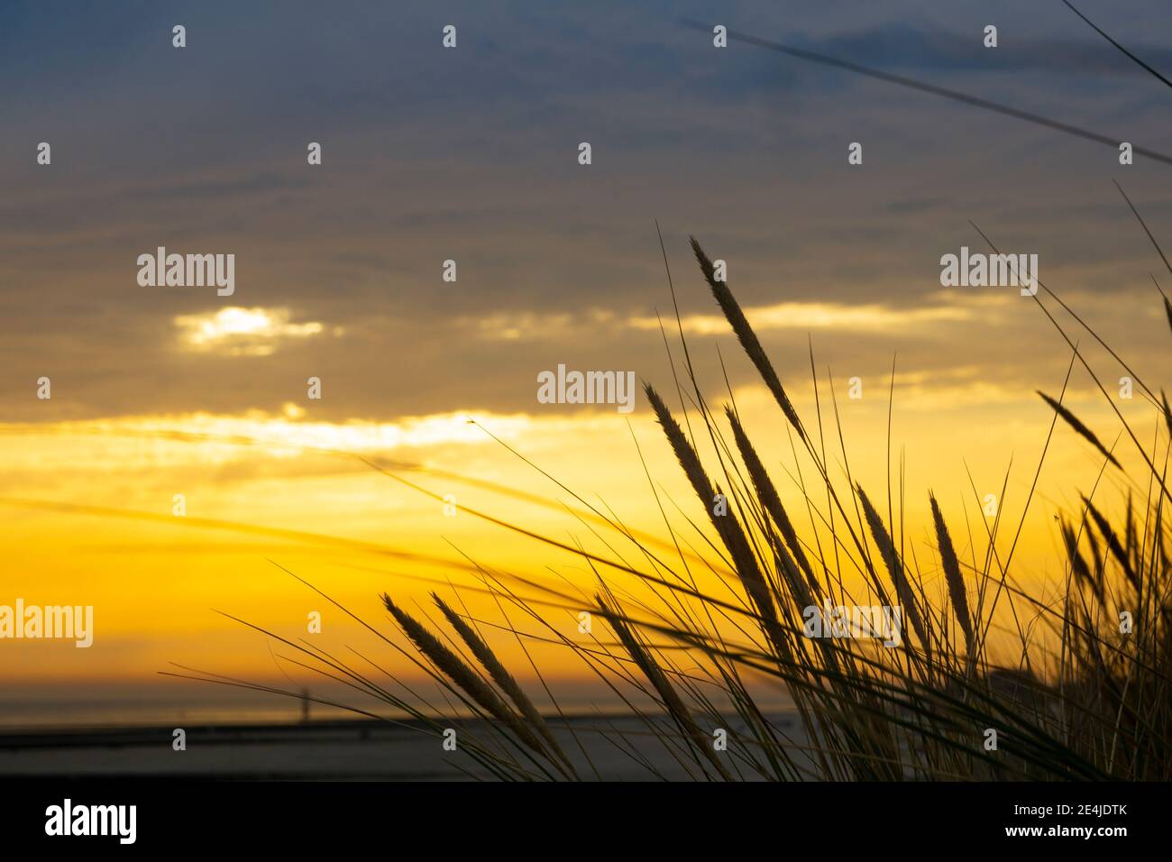 Marrammgras bei Sonnenuntergang, Borkum, Ostfriesische Insel, ostfriesland, Niedersachsen, Deutschland, Europa Stockfoto