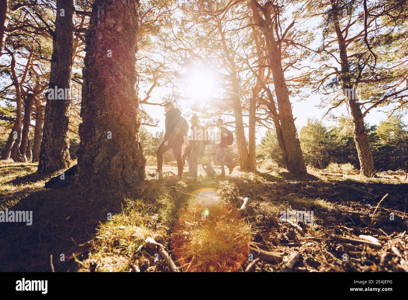 Silhouette Freunde Wandern im Wald an sonnigen Tag Stockfoto
