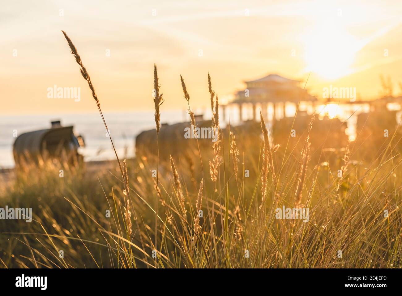 Schilf von aufgehender Sonne beleuchtet Stockfoto