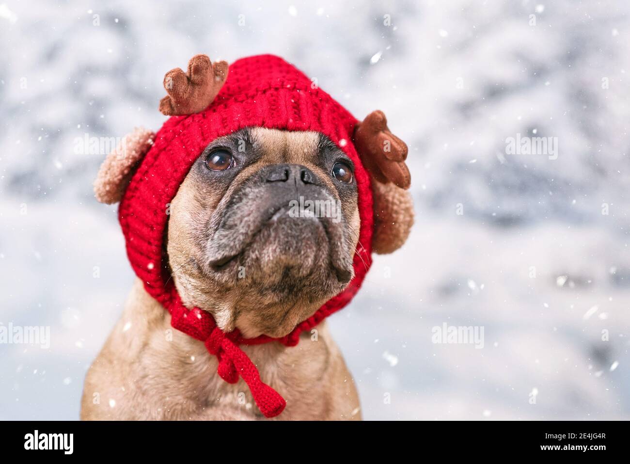 Französischer Bulldogge Hund in rot gestrickter Mütze mit Rentiergeweih Und Ohren vor verschwommenem Schneehintergrund Stockfoto