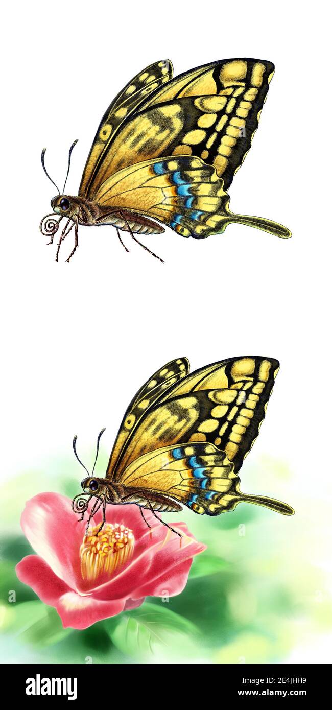 Eine detaillierte Illustration von Schmetterling und Rose Stockfoto