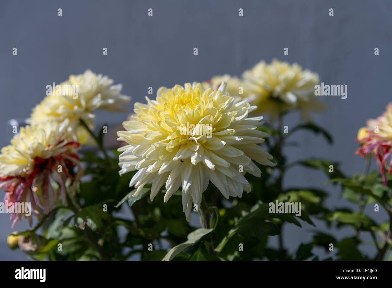 Gelbe Dahlia Blumen vor einer grauen Wand Neutraler Hintergrund Stockfoto