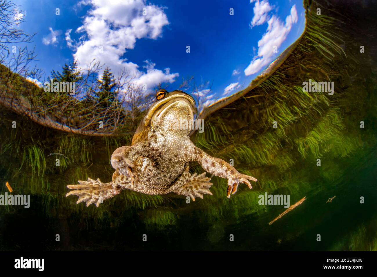 Kröte (bufo bufo) beim Schwimmen im Weitsee Stockfoto