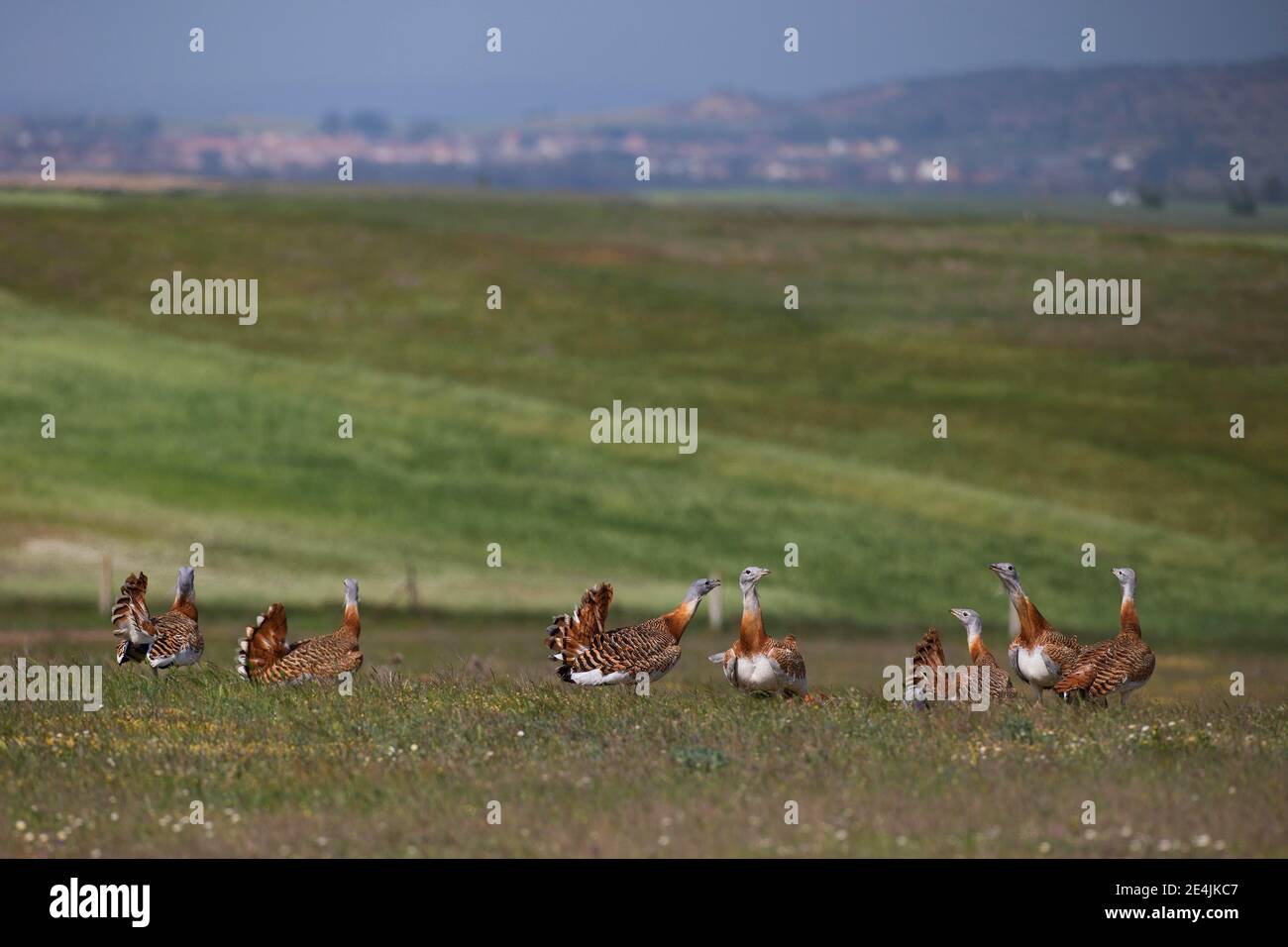 Großtrappe (Otis tarda), Gruppe auf Grassteppe, Extremadura, Spanien Stockfoto