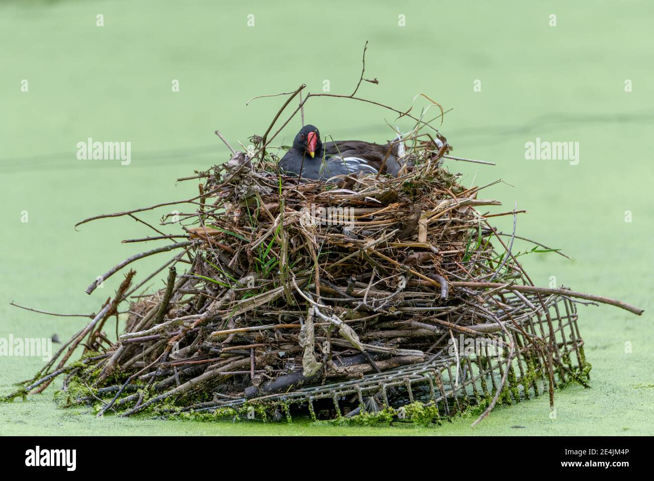 Sumpfhuhn (Moorhen) In seinem Nest sitzend mit dem vollen Nest im Entenkraut (Gewöhnliche Wasserlinsentüle) Blick auf die Kamera Stockfoto